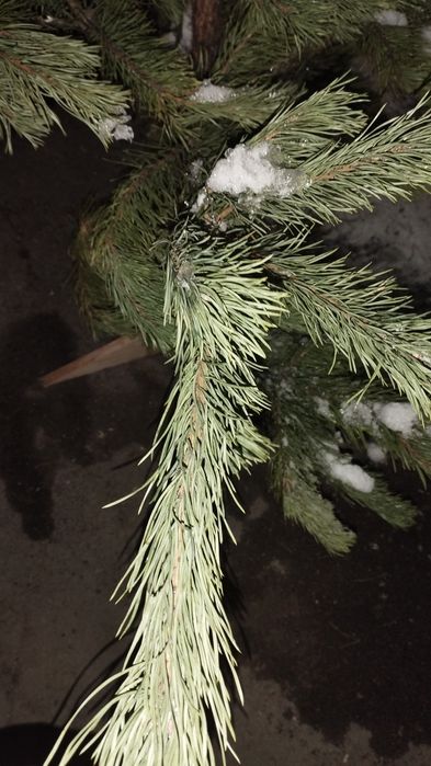 Лапы Ель Сосна живая