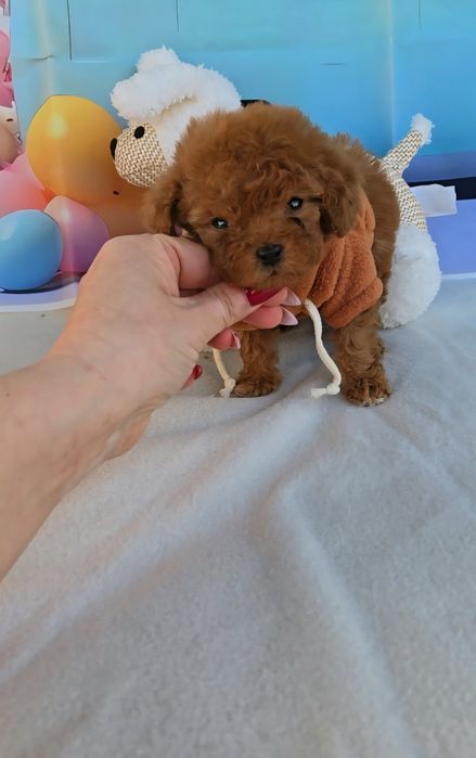 Пудел tea cup с документ за произход-5 поколения назад