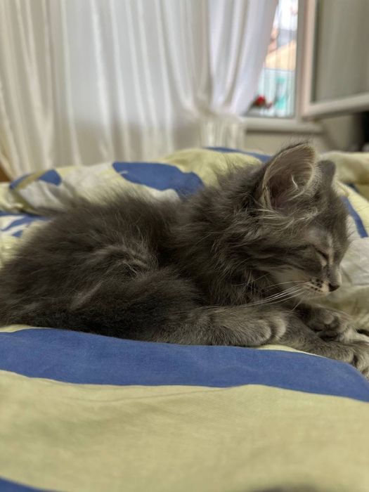 Кошка, отдадим в хорошие руки. Mushik