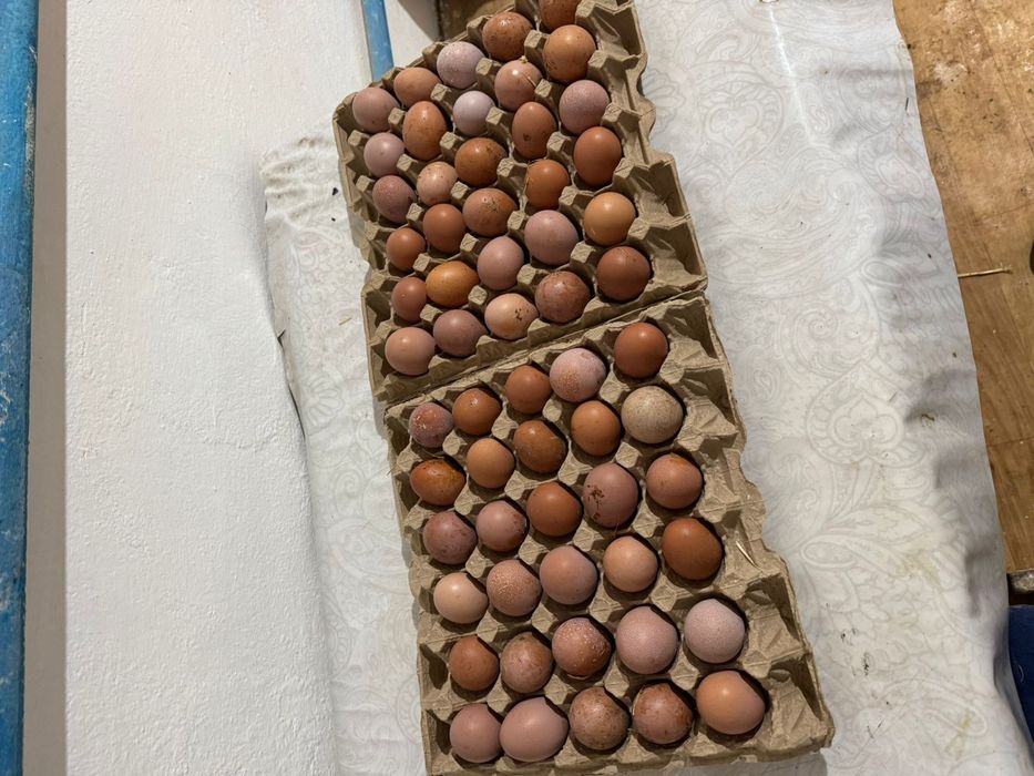 Яйцо размером С3