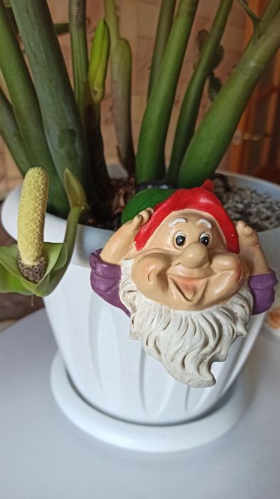 Продам замиакулькас