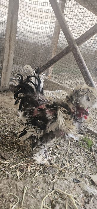 Хуроз чаппа пат яппонча
