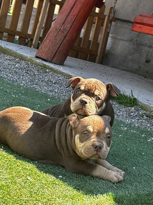 American bully pocket