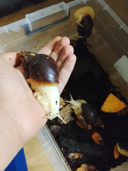 Подарявам гиганстки африкански охлюви