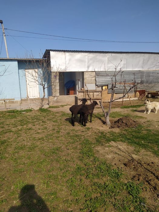 Қозылар декабрьский 2бас 170мың