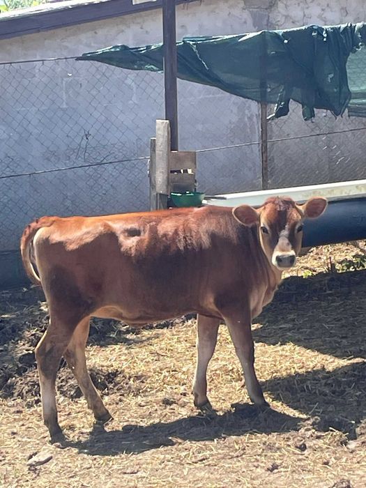 Vanzare- vaca rasa jersey