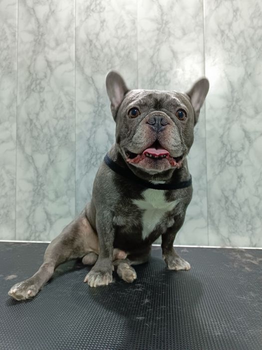 Профессиональный  груминг собак