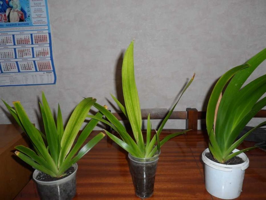 Фикус Бенджамина   алое   Неомарика
