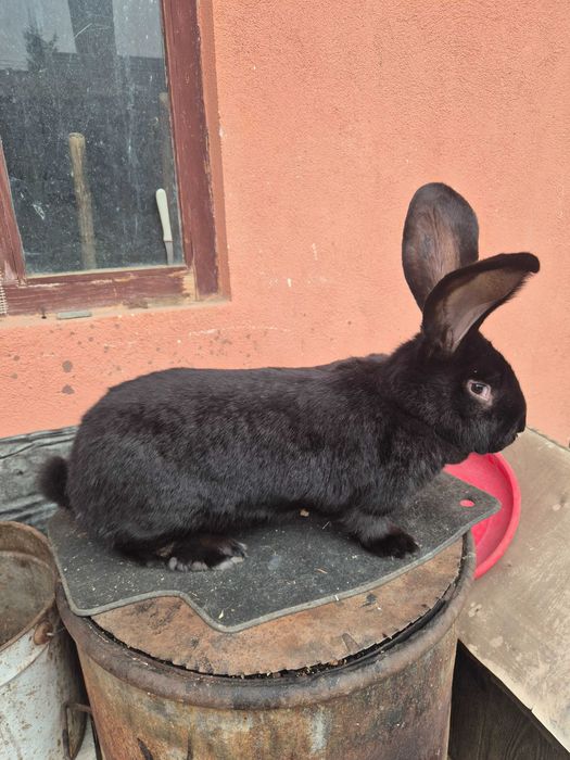 Femelă Uriaș German Negru!