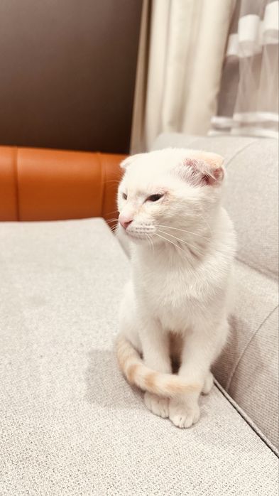 Котенок, парода висловух