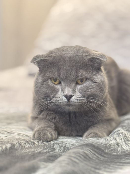 Shotlandskiy Scotish Fold, og’il bola toza qon.