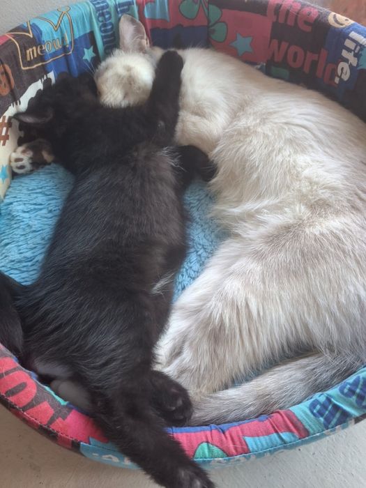 Отдам котенка  девочку даром