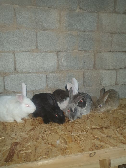 Quyon bolari sotiladi