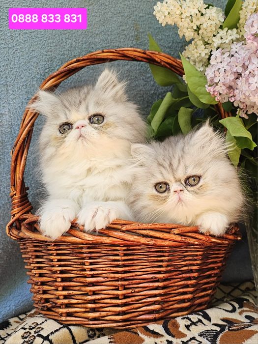 Персийски котенца