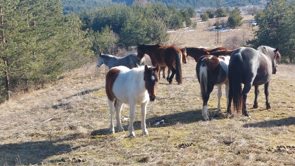 Мъжки и женски кончета