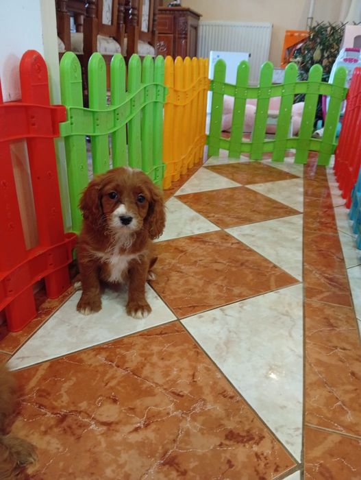 Fetită  Cavapoo