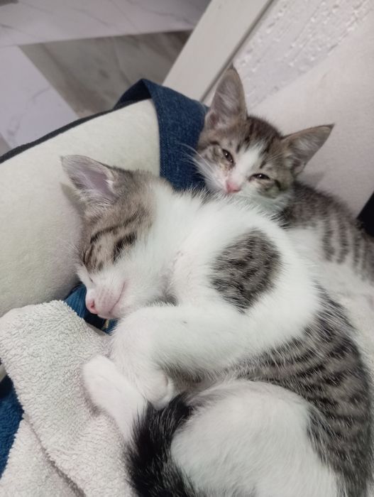 Котята ищут Дом.