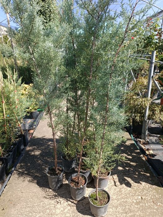 Аризонски Кипарис височина около 150 см