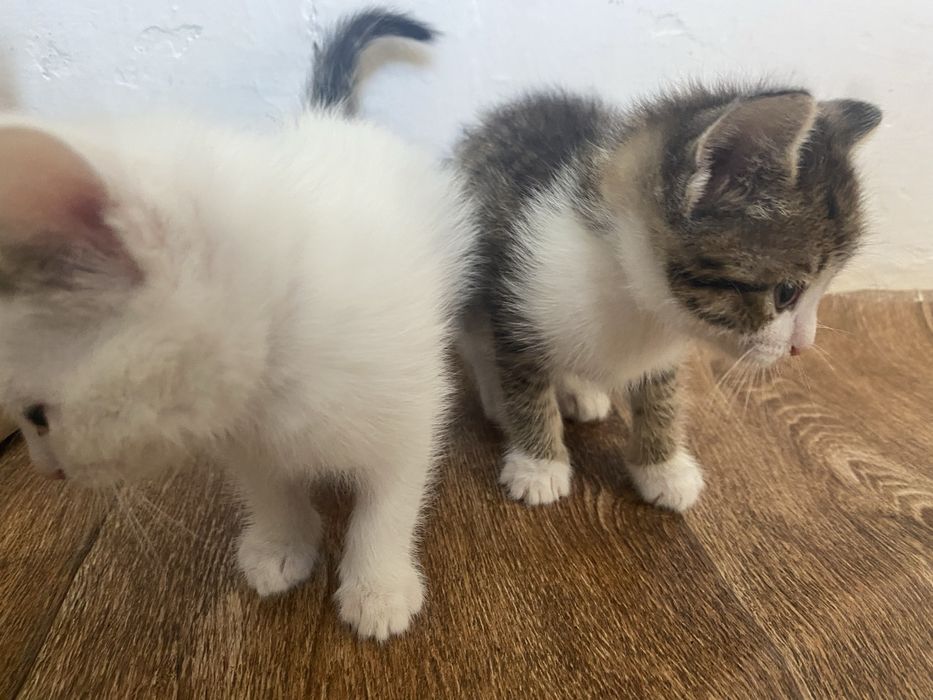 Таза мысықтар 1 айлық