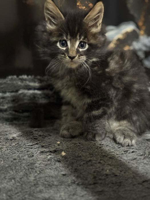 Премиальные котята Maine Coon | Элитная порода