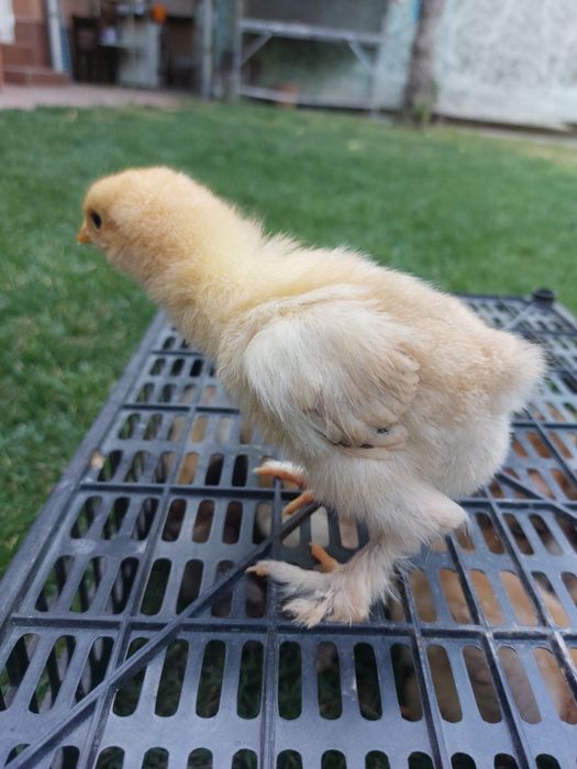 Jaydari jojalari sotuvda mavjud