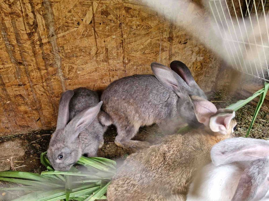 Disponibili Comuna Ighiu -Alba iulia