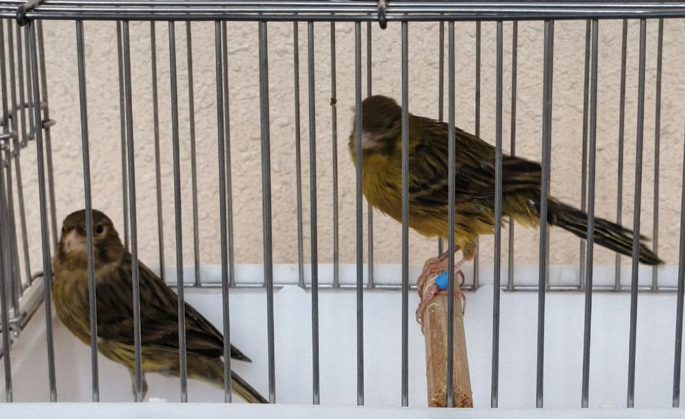 Трайник мода ва яшил пара сотилади