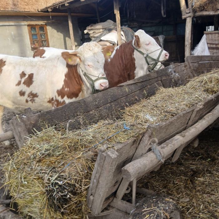 Vând 3 vitele Baltata romaneasca