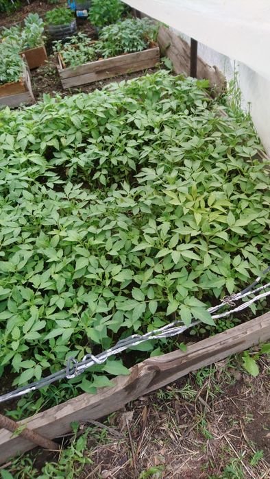Продам рассаду и саженцы