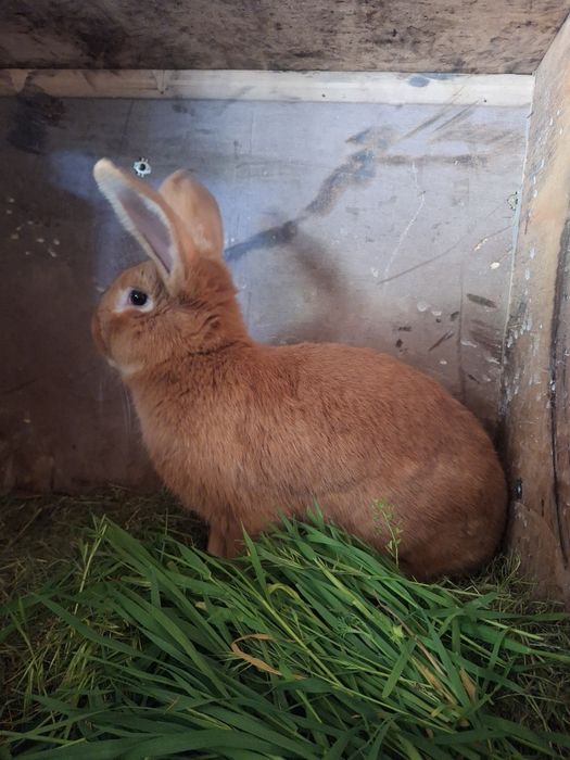 Бургун  самец рабочий  кролики