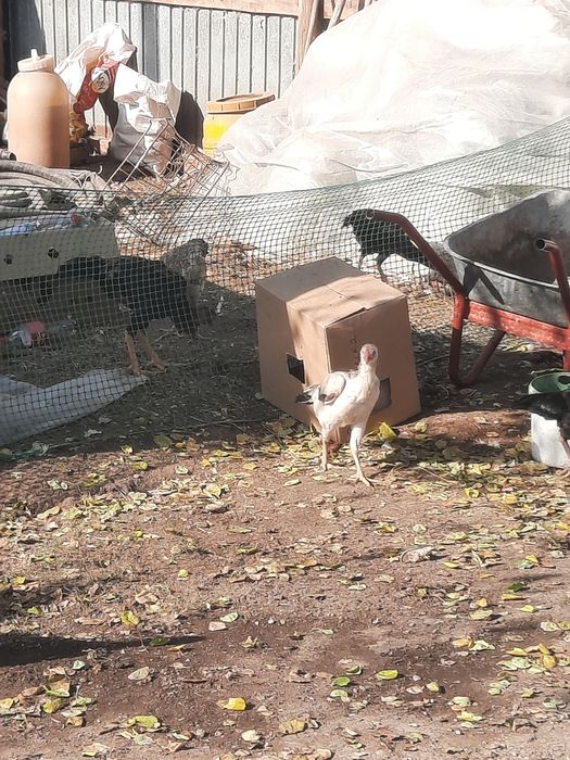 Дакан бойцовый куры