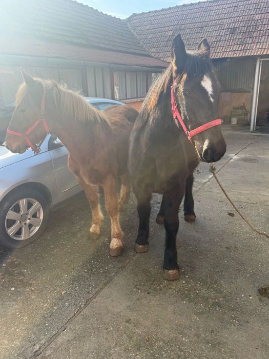 Vand doua manze de 7 luni