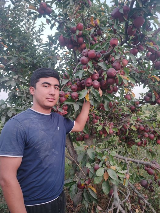 Мевали ку́чатлар. Самарканд Шредер с гарантией
