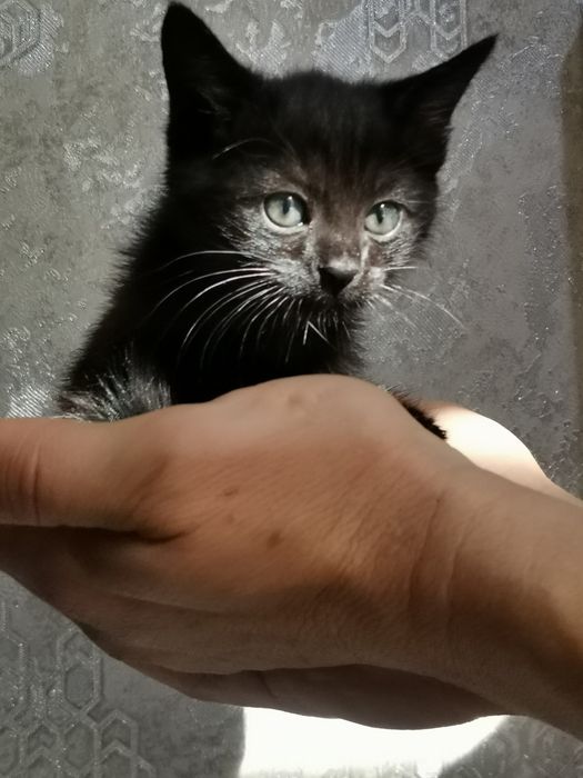 Котята в хорошие добрые руки