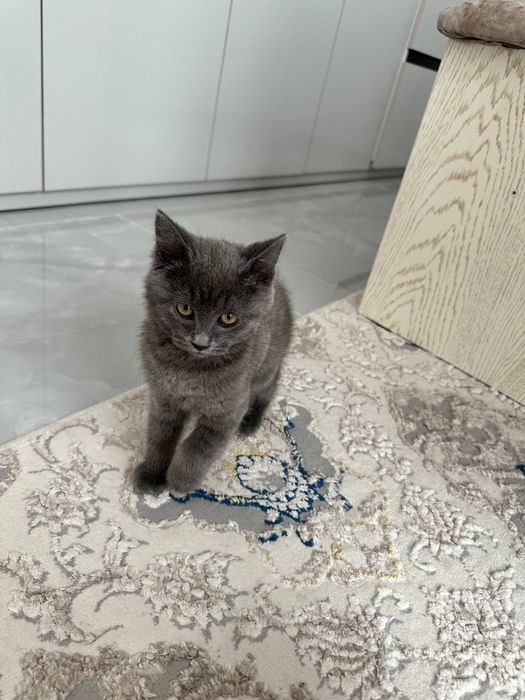 Продаеться кошка 2 месяца