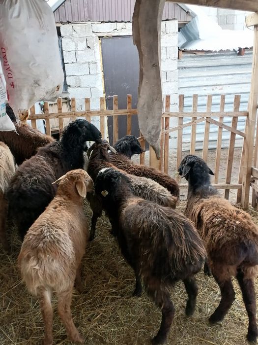 Токтылар сатылады