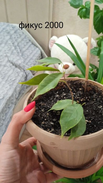 Продам комнатные цветы