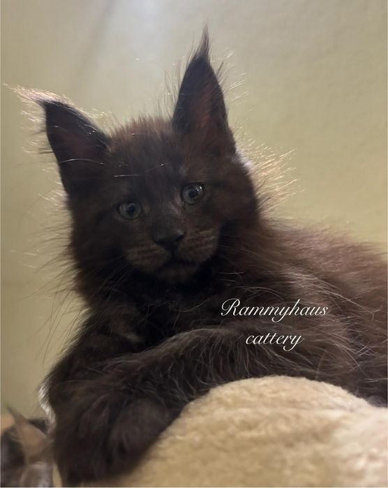 Felisa autorizata WCF, vinde pisoi cu pedigree, rasa Maine coon