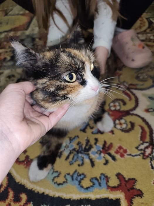 Найдена кошка, кот