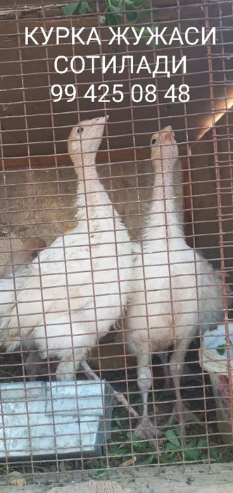 БИГ-6 курка жужалари сотилади.  Карши шахар буйича етказиб бериш бепул