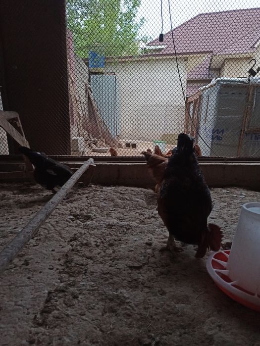 Қораз бен тауықтарды сатамын