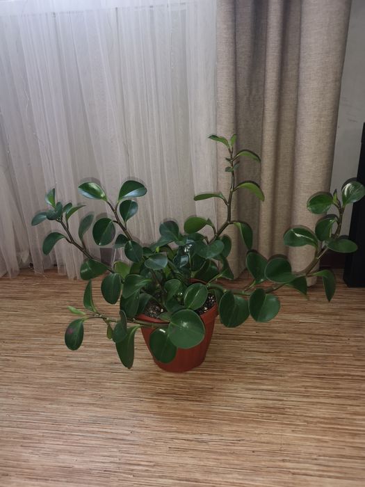 Продам комнатные растения