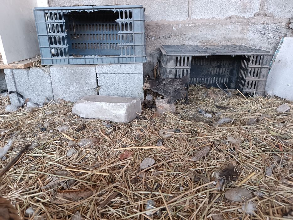 Брама аралас балапандар