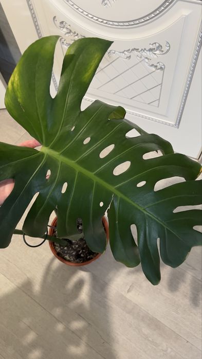 Монстера цветок лиана