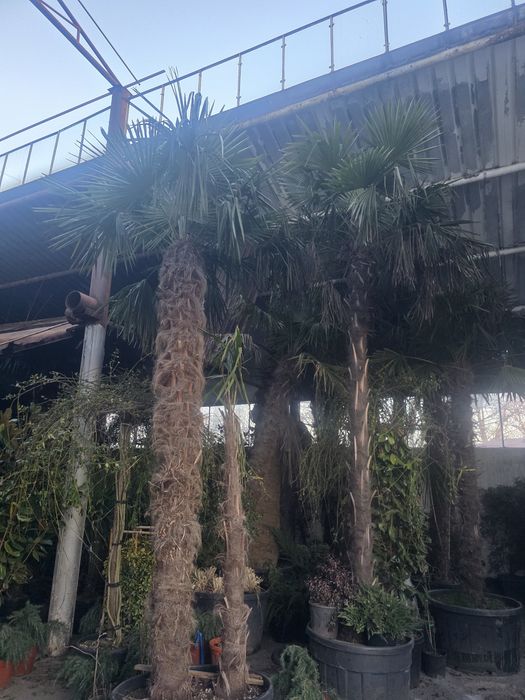 Plante ornamentale pentru gradina