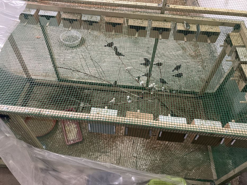 Амадинка сотиладим