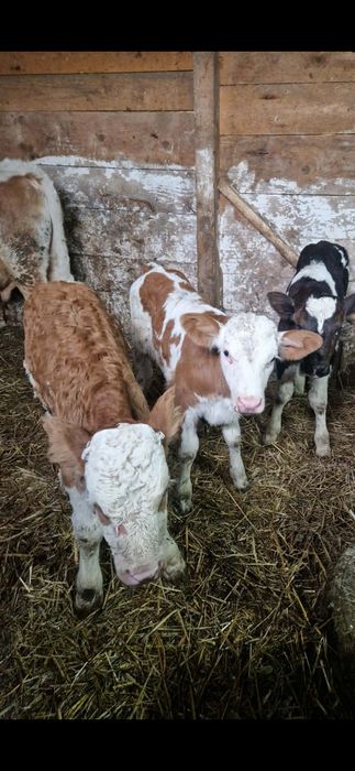 Vând vitei de lapte