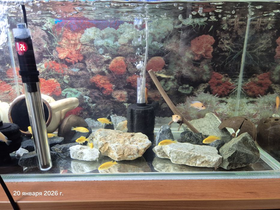 Африканские цихлиды