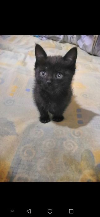 Отдам котят в добрые руки.