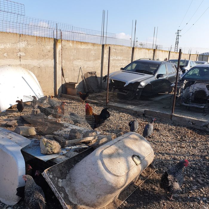 Петли черен мед маран на 7 мес 45лв бр яйца 2 лв гр сливен